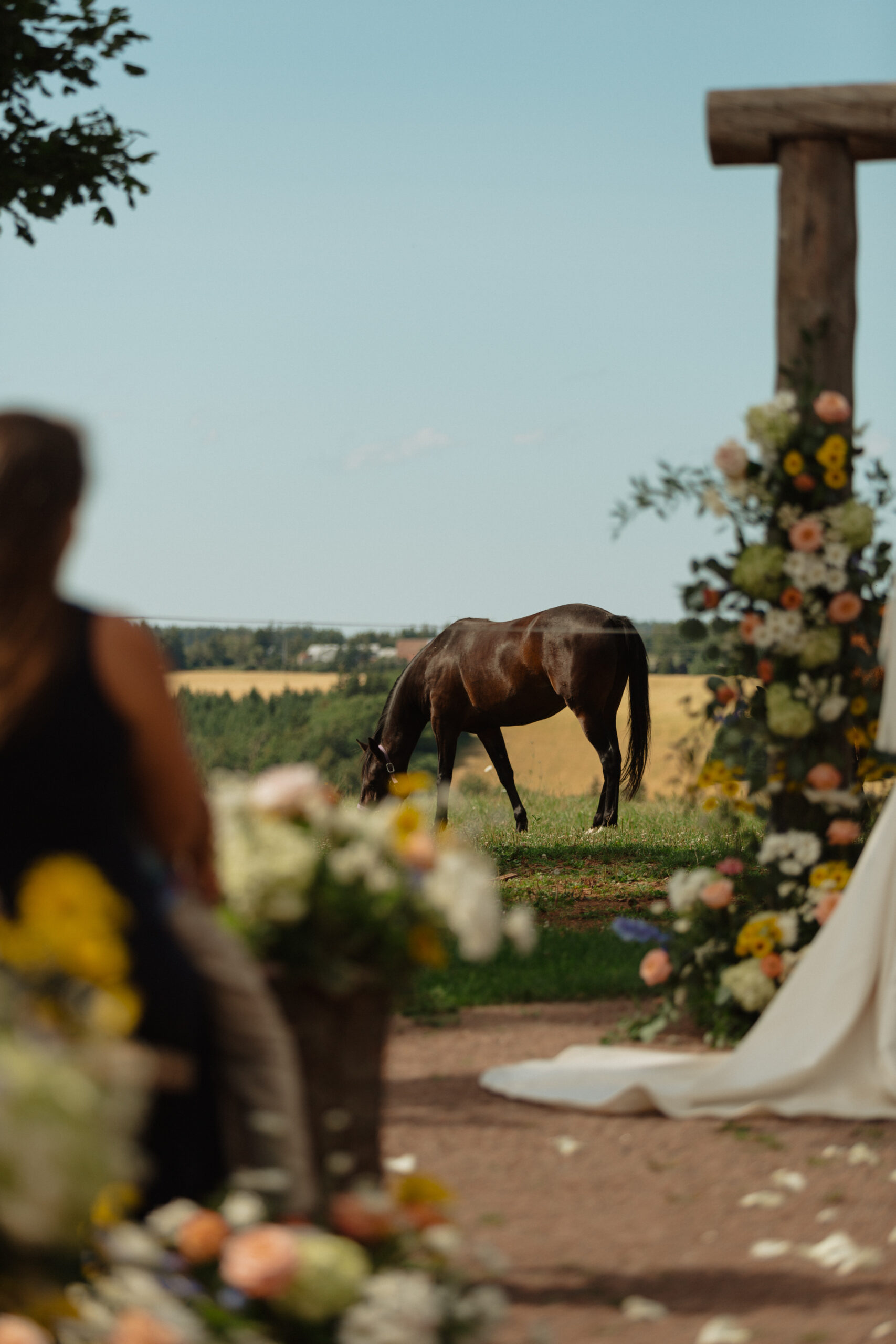 horse behind ceremony at New London carriage house in PEI